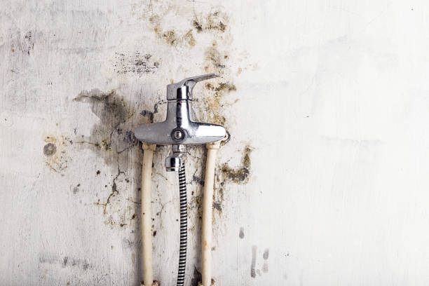 Best Mold Remediation  in Mountain Brook, AL