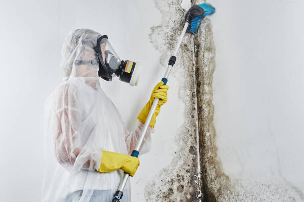 Best Mold Removal and Inspection  in Mountain Brook, AL