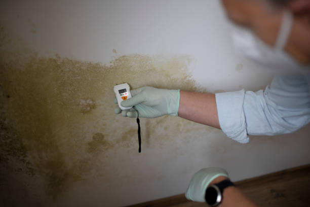 Best Attic Mold Removal  in Mountain Brook, AL