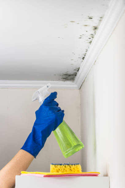 Best Attic Mold Removal  in Mountain Brook, AL